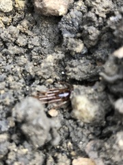 Chilopoda