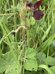 Macroptilium atropurpureum