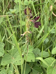 Macroptilium atropurpureum