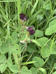 Macroptilium atropurpureum