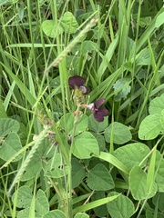 Macroptilium atropurpureum