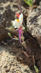 Linaria amethystea alba-multipunctata