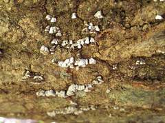 Porodisculus pendulus