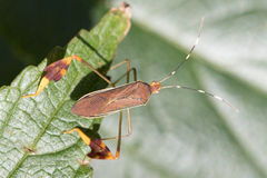 Anisoscelis marginellus