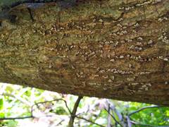 Porodisculus pendulus