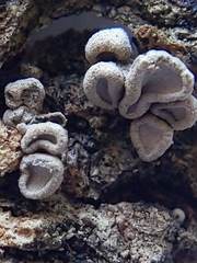 Porodisculus pendulus