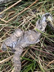 Lagopus lagopus scotica