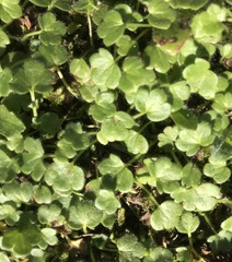 Ranunculus parviflorus