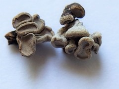 Porodisculus pendulus