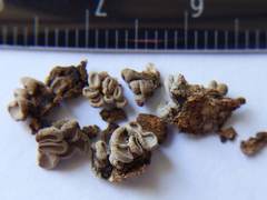 Porodisculus pendulus