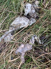 Lagopus lagopus scotica