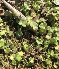 Ranunculus parviflorus