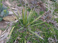 Agave difformis