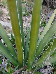 Agave difformis