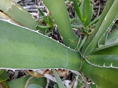 Agave difformis