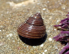 Calliostoma ligatum