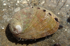Haliotis walallensis