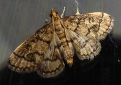 Metasia ophialis