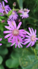 Pericallis tussilaginis image