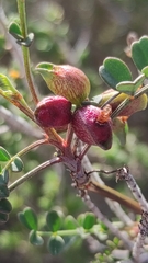 Macrolabis hippocrepidis