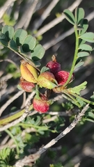 Macrolabis hippocrepidis