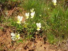 Viola lutea calaminaria