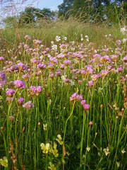 Armeria maritima halleri