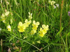 Viola lutea calaminaria