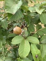 Magnoliopsida