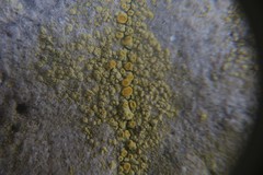 Caloplaca ruderum