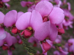 Gompholobium glabristylum
