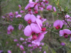 Gompholobium glabristylum