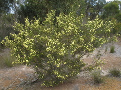 Kunzea ericifolia