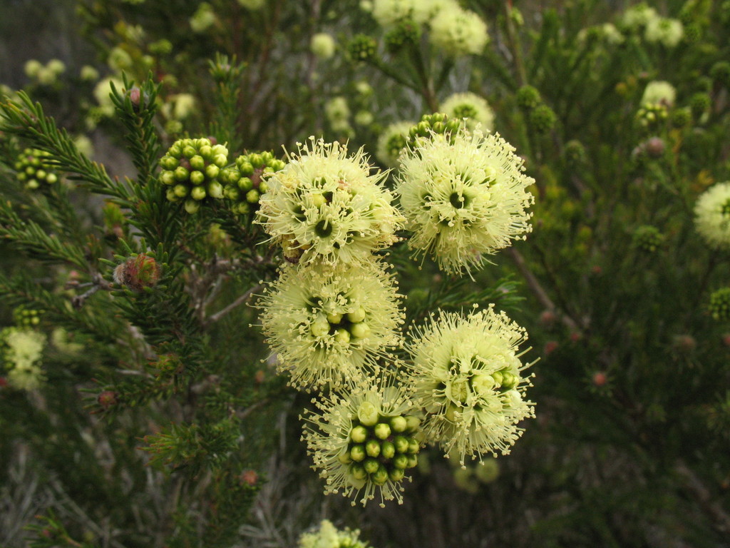 Kunzea ericifolia from Manypeaks WA 6328, Australia on October 04, 2011 ...