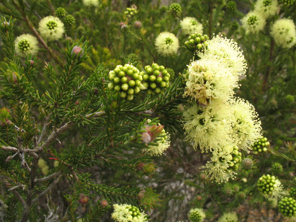 Kunzea ericifolia