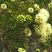 Kunzea ericifolia - Photo (c) Anneke Jonker, osa oikeuksista pidätetään (CC BY-NC), lähettänyt Anneke Jonker
