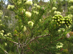 Kunzea ericifolia