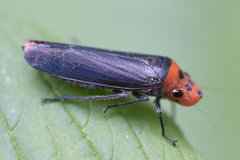Aulacizes quadripunctata