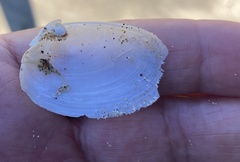 Periploma planiusculum