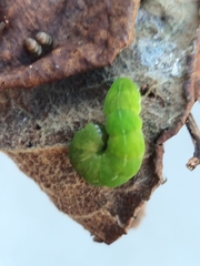 Phlogophora meticulosa