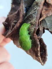 Phlogophora meticulosa