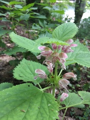 Lamium orvala