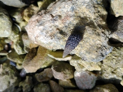 Cerithium lutosum