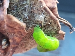 Phlogophora meticulosa