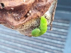 Phlogophora meticulosa