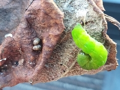 Phlogophora meticulosa