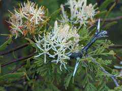 Tripodanthus flagellaris