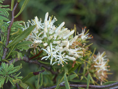 Tripodanthus flagellaris