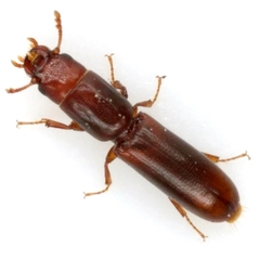Corticotomus cylindricus