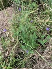 Stachytarpheta cayennensis